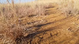 Giant catches you on Safari in African Bushveld!