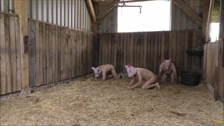 Pig slaughter in the stable #pigplay #roleplay #butcher