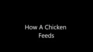 Chicken Feed aphrodisiac