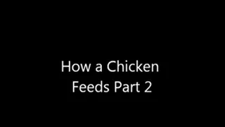 Chicken Feed Aphrodisiac Part 2