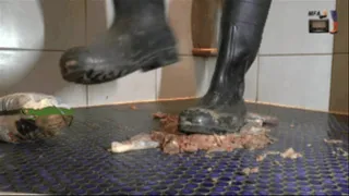 Raw Chicken under my strong Wellies (floor view)