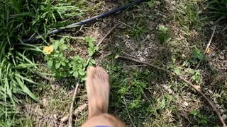 Feeding plants and flowers of the field