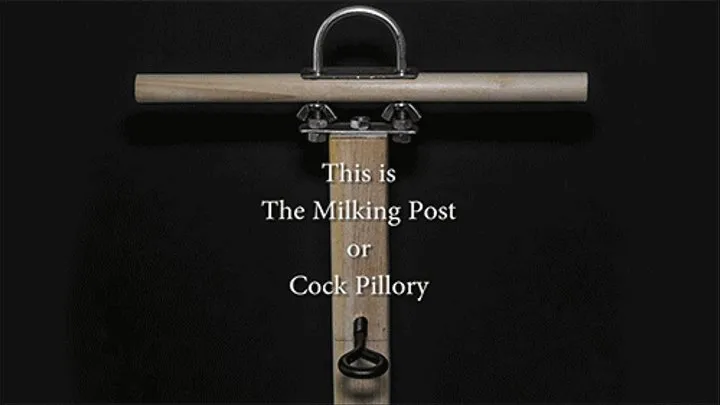 Locked into the Milking Post