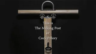 Locked into the Milking Post