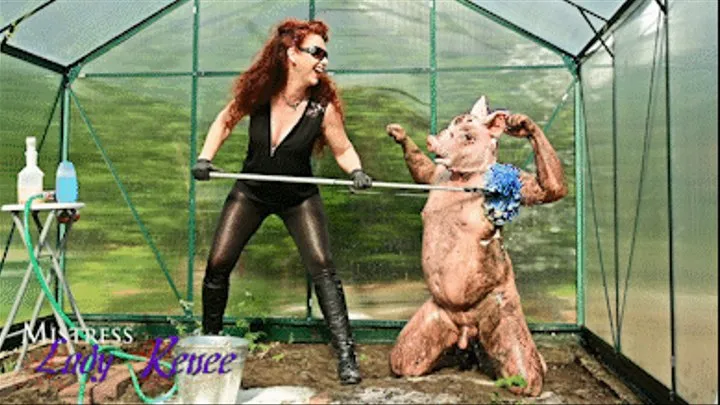 Mistress Lady Renee - The dirty pig