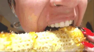 I bite, eat and chew a delicious roasted corncob, a great close-up of my sharp teeth and my hungry mouth, eating sounds