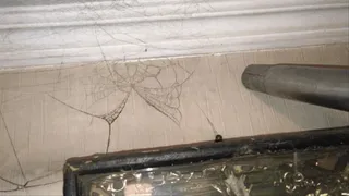 The black web has taken over the house