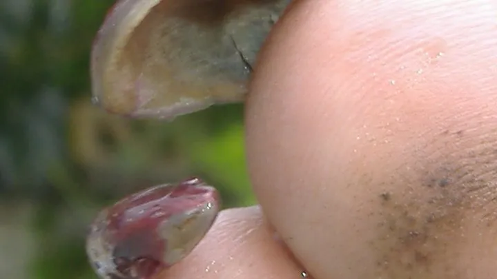 Queen Virginia Gives Man a good clawing with her Silver Claws (Toenails)