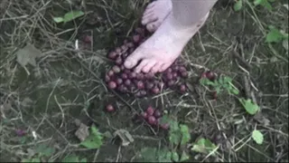 Stomping Seeds