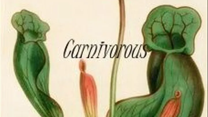 Carnivorous |Audio Experience|