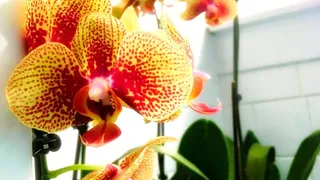 Orchid |Audio Experience|