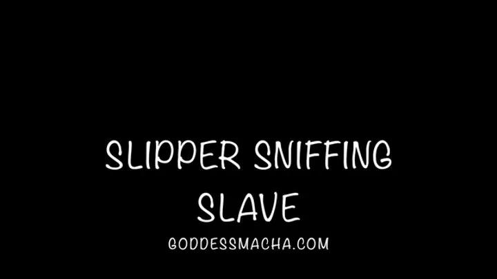 Slipper Sniffing Slave