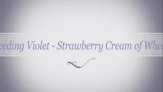 Feeding Violet 1 - Strawberry Cream of Wheat