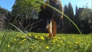 Treading barefoot yellow dandelions