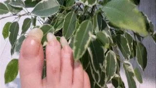 Barefoot Toenails Teasing