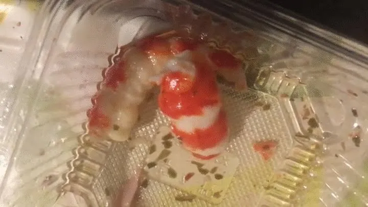 Devouring a prawn