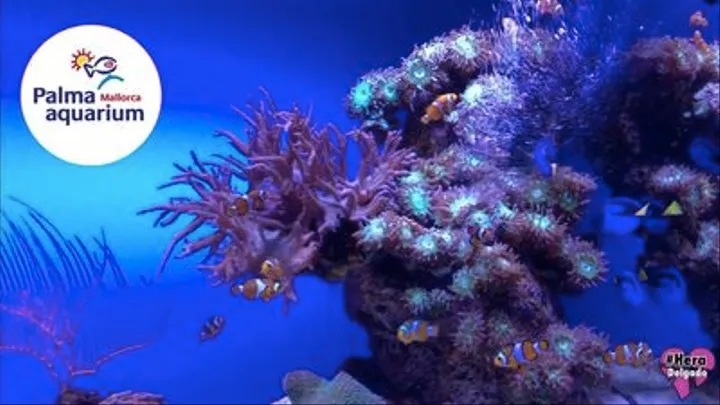 #PresentingLocations: Palma Aquarium (Mallorca)