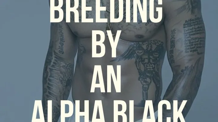 Hotel BREEDING by An Alpha BLACK Male