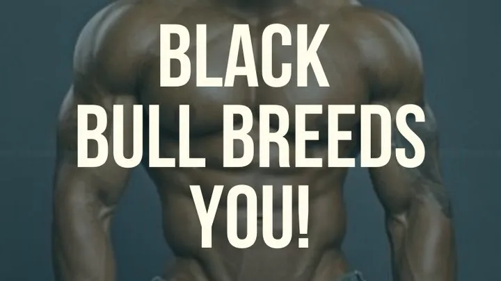 Black Bull Breeds You!