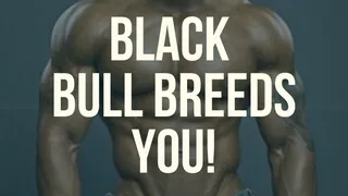 Black Bull Breeds You!