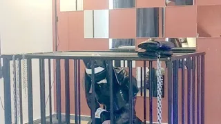 Sissy on the cage train sucking strap - on and wanna worship me