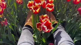 Timberland Boots destroy flowers stomp, crush, walk in tulip field