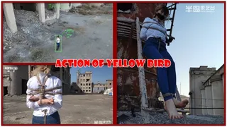 Action Of Yellow Bird