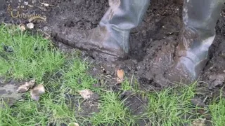 Mud Licking Pig