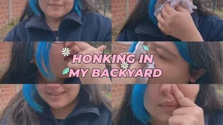 Honking In My Backyard