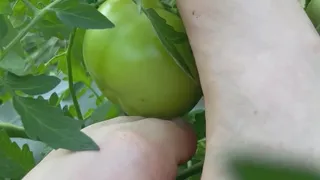 Pick a Big Juicy Tomato with My Little Feet