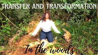 Transfer and transformation in the woods